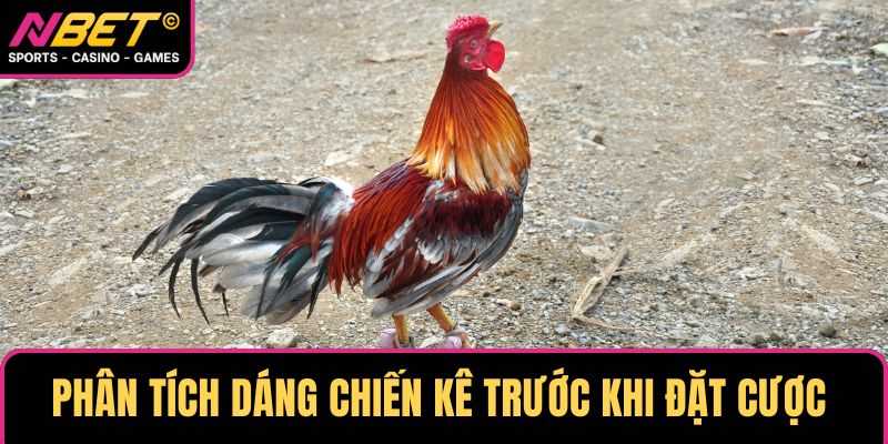 Anh em phân tích dáng chiến kê trước khi đặt cược đá gà cựa sắt