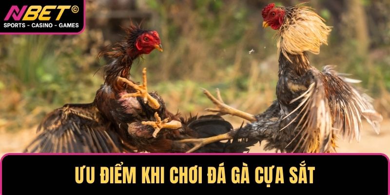 Ưu điểm khi chơi đá gà cựa sắt NBET